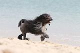PETIT CHIEN LION 129